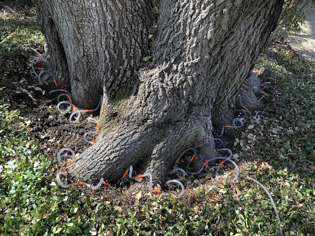 Detailed Tree Cabling and Bracing job site in Collinwood