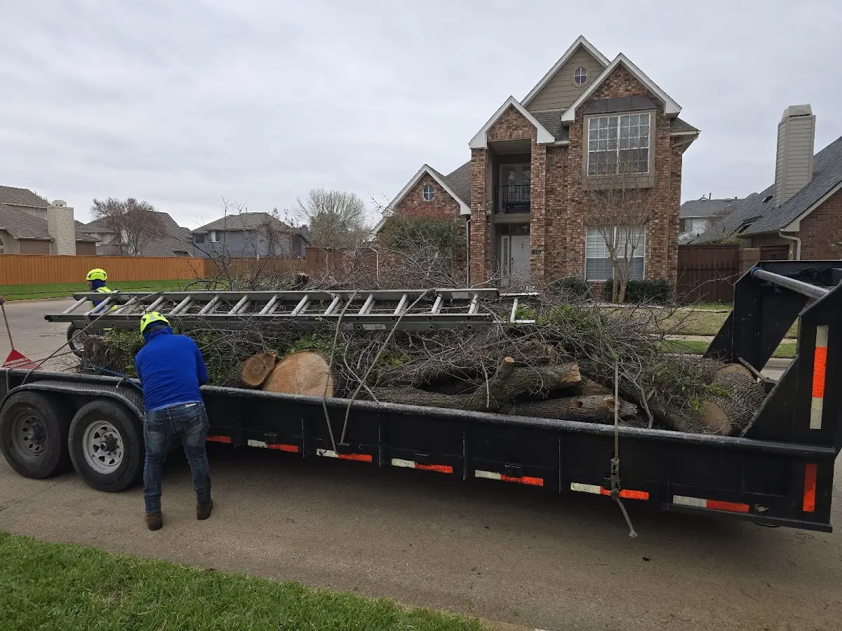 Expert Deadwooding with proper safety equipment in Collinwood